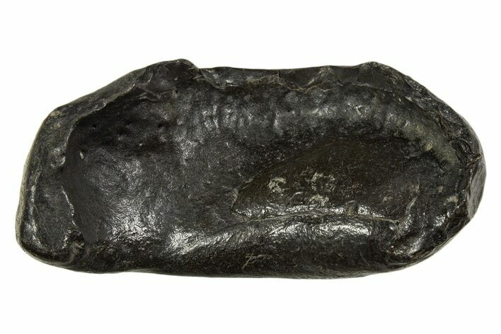 Large Fossil Whale Ear Bone - South Carolina #340178